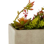 Fiori Mixed Succulents with Cement Pot
