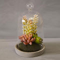 Fiori Small Succulent Dome with Cement Base