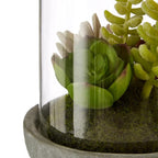 Fiori Small Succulent Dome with Cement Base