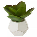Fiori Succulent in White Geo Cement Pot