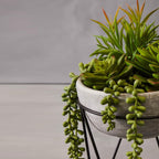 Fiori Mixed Succulent Planter with Metal Stand