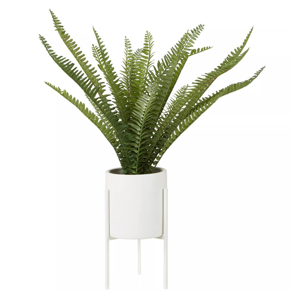 Fiori Fern with White Cement Pot and Iron Stand