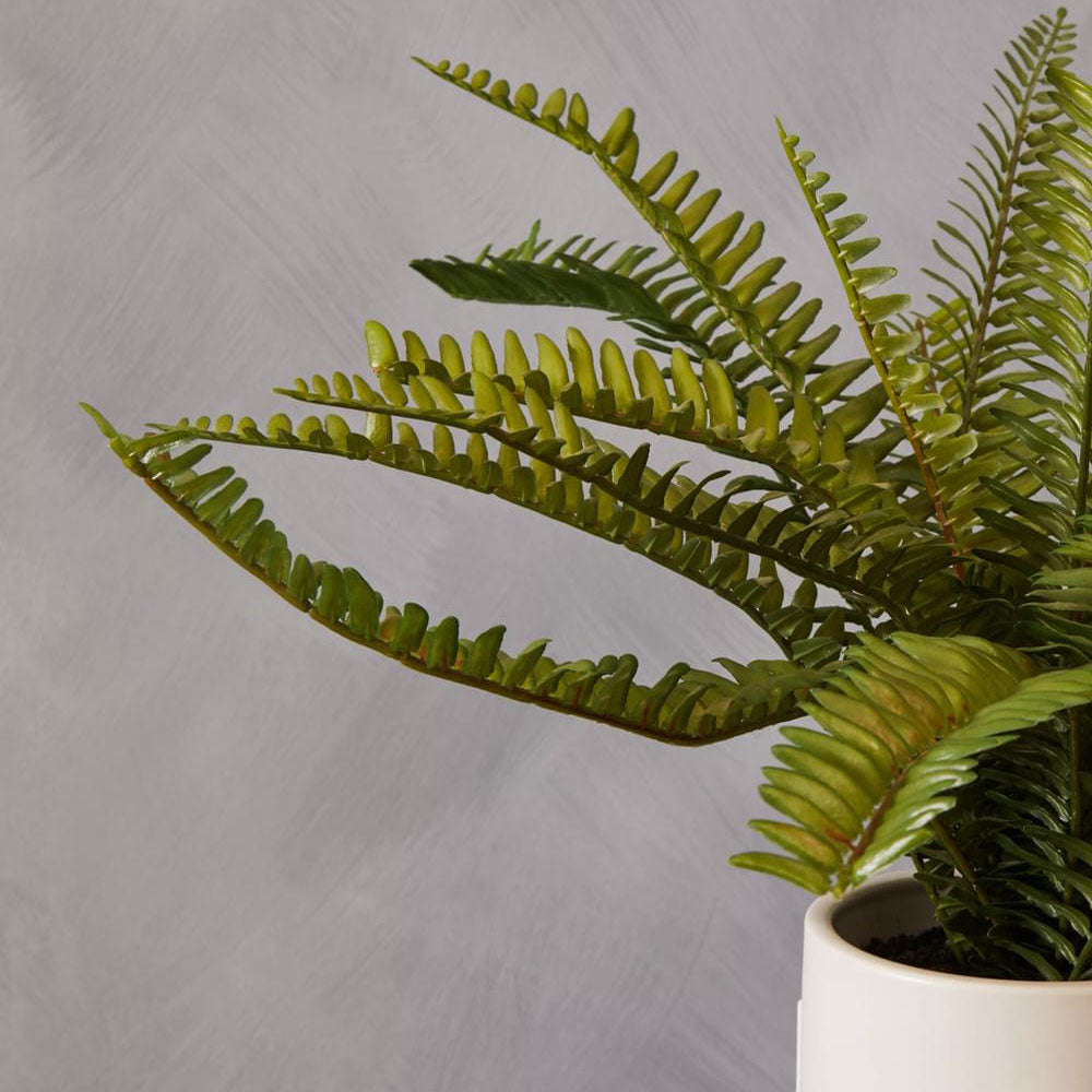Fiori Fern with White Cement Pot and Iron Stand