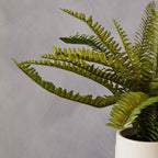 Fiori Fern with White Cement Pot and Iron Stand