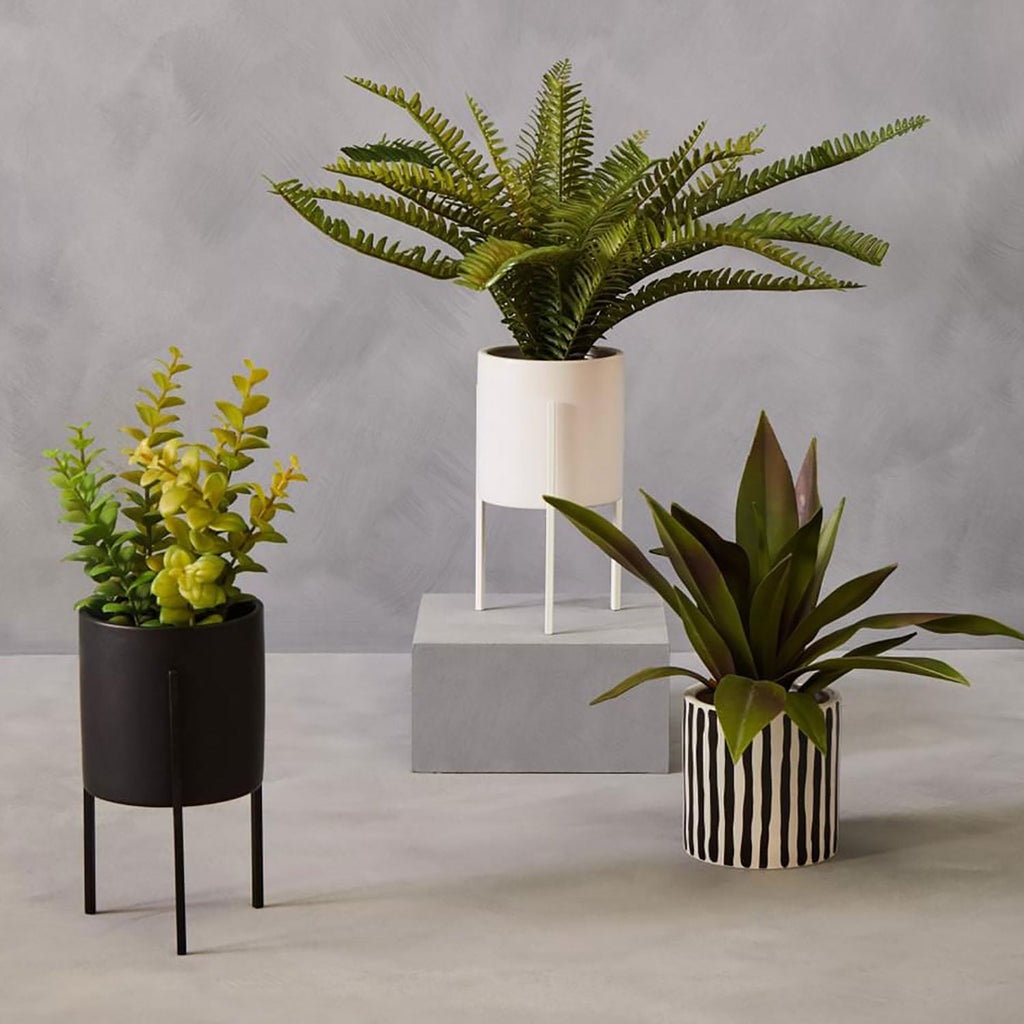 Fiori Thyme in Black Faux Concrete Pot on Stand
