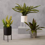Fiori Thyme in Black Faux Concrete Pot on Stand