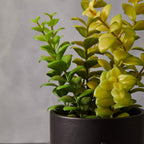 Fiori Thyme in Black Faux Concrete Pot on Stand