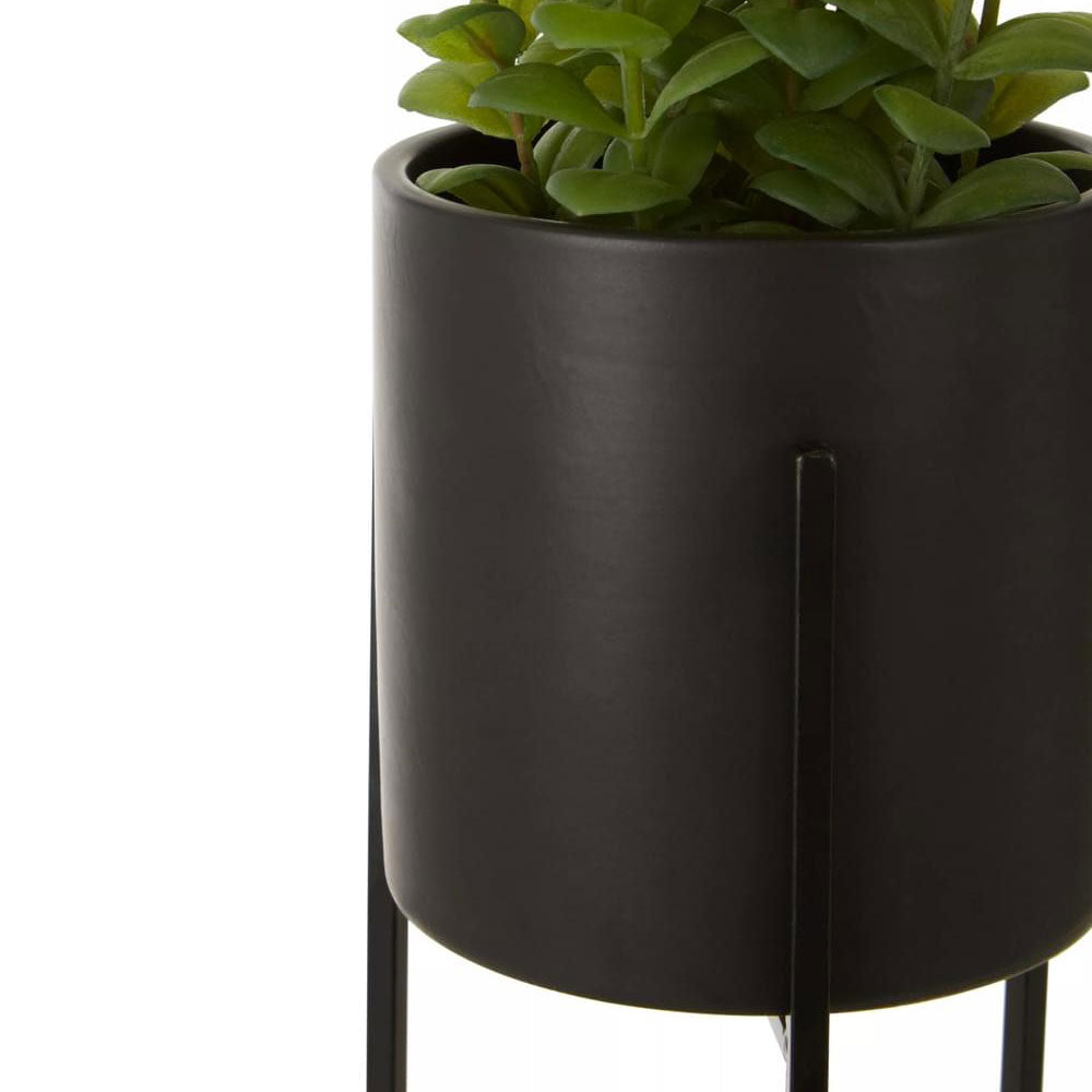 Fiori Thyme in Black Faux Concrete Pot on Stand