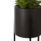 Fiori Thyme in Black Faux Concrete Pot on Stand