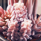 Fiori Mixed Succulents In Grey Small Ceramic Pot