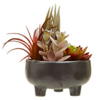 Fiori Mixed Succulents In Large Grey Ceramic Pot
