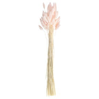 A Touch Of Pampas Blush Pink Dried Bunny Tail Grass (20pk)