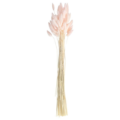 A Touch Of Pampas Blush Pink Dried Bunny Tail Grass (20pk)