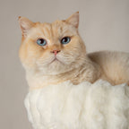 Scruffs Atlas Cream Cat Scratching Tree