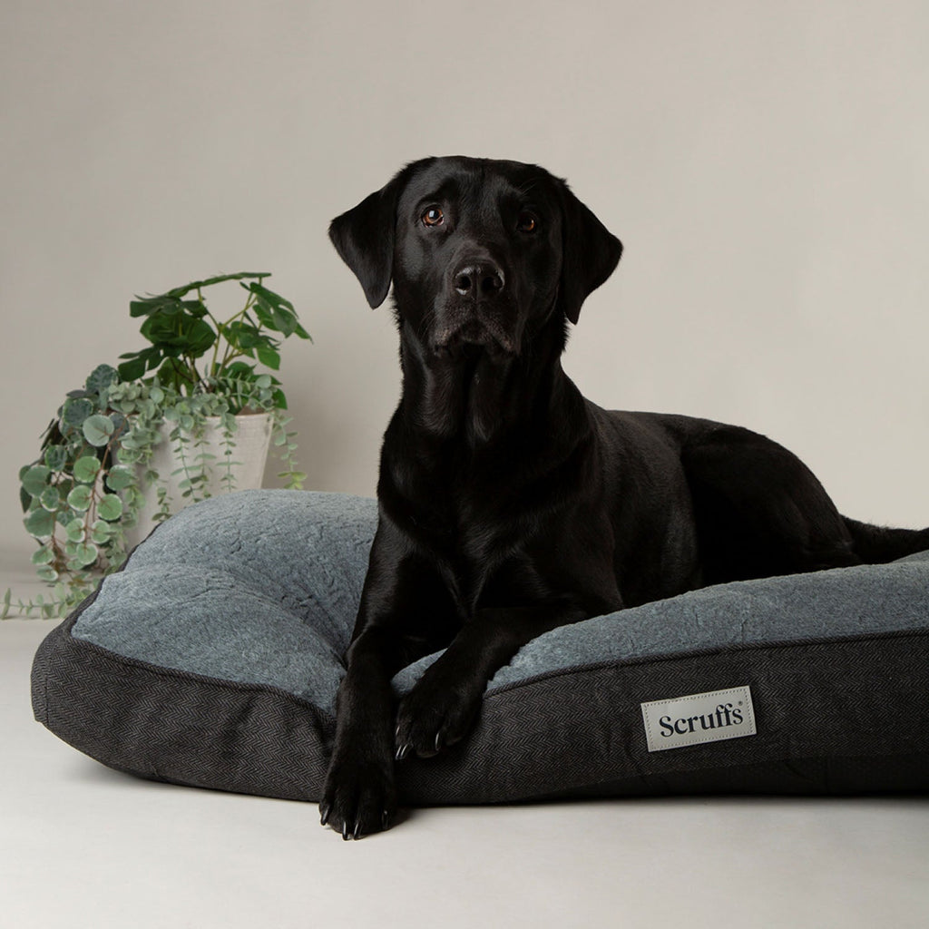 Scruffs Harvard Graphite Grey Memory Foam Orthopeadic Dog Mattress