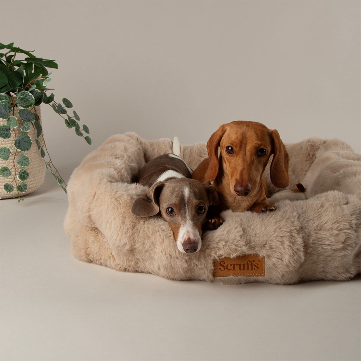 Scruffs Alpine Champagne Box Pet Bed