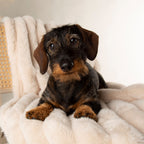 Scruffs Aspen Cream Faux Fur Pet Blanket
