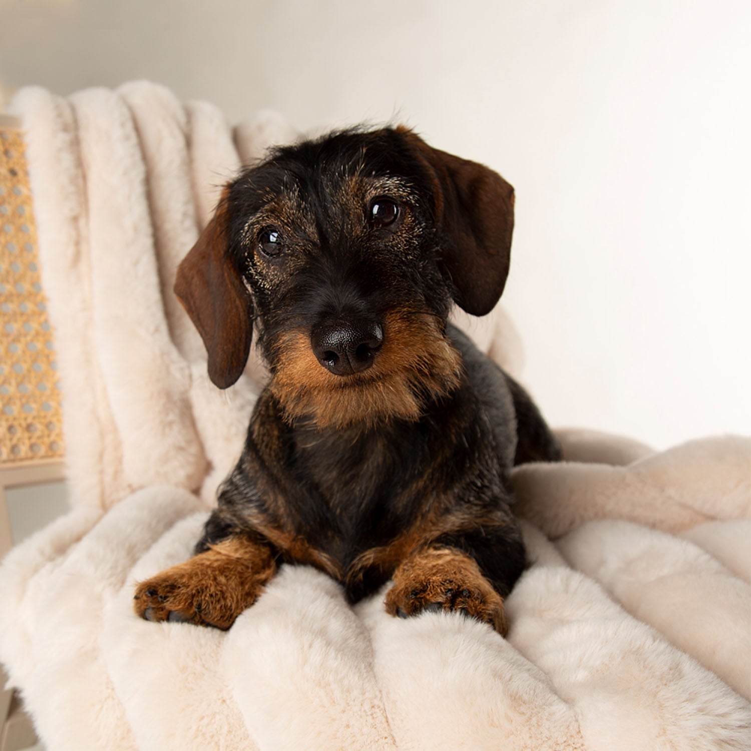 Scruffs Aspen Cream Faux Fur Pet Blanket