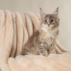 Scruffs Aspen Cream Faux Fur Pet Blanket