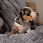 Scruffs Aspen Grey Faux Fur Pet Blanket