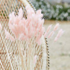 Soft Pink Bunny Tail Pampas Grass- 5 Inner Pack