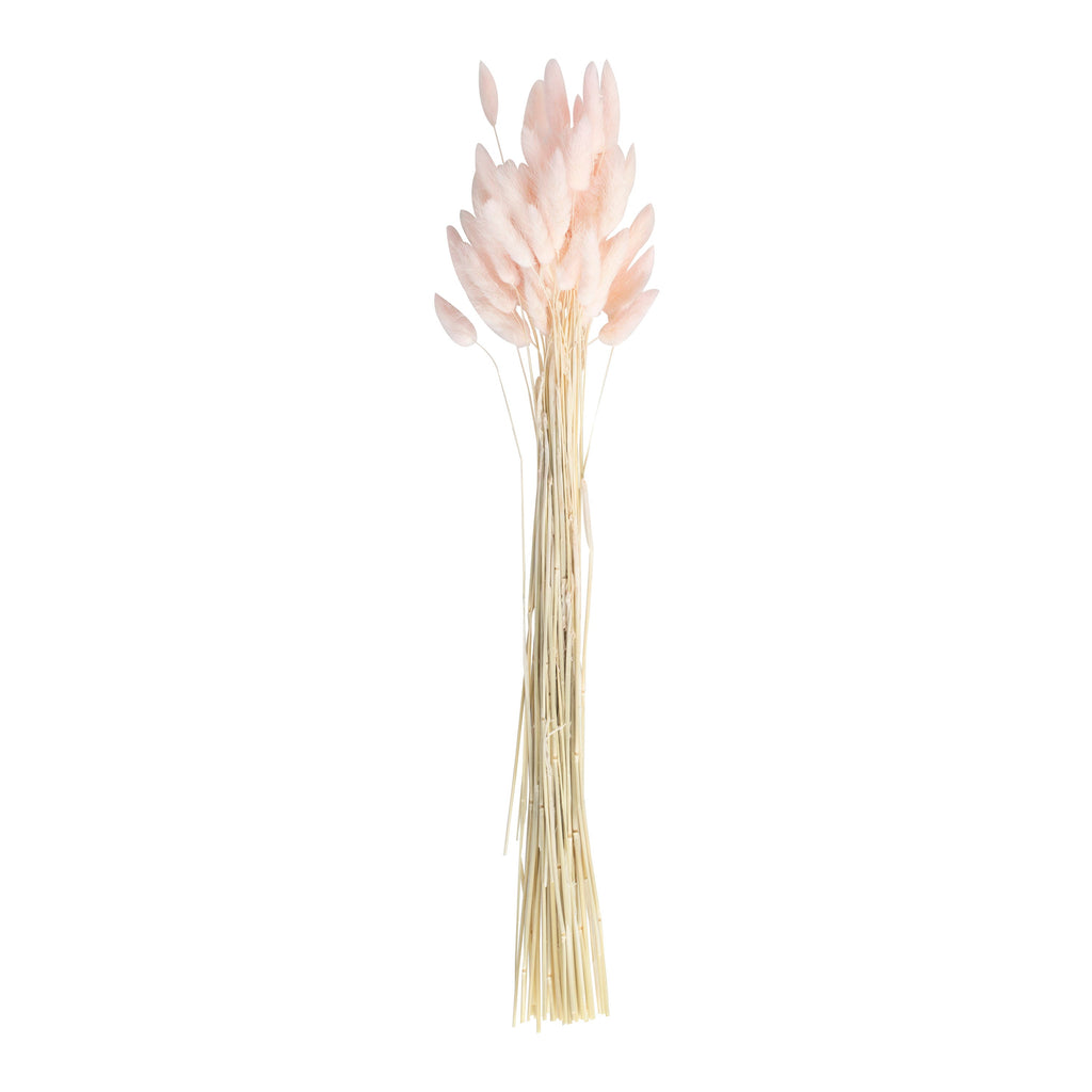 Soft Pink Bunny Tail Pampas Grass