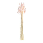 Soft Pink Bunny Tail Pampas Grass- 5 Inner Pack