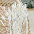 Natural Off White Bunny Tail Pampas Grass- 5 Inner Pack