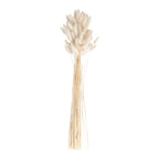 Natural Off White Bunny Tail Pampas Grass