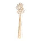 Natural Off White Bunny Tail Pampas Grass- 5 Inner Pack