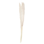 Bleached Pampas Grass Decorations- 5 Inner Pack