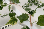 Kids Jungle Decorative Vine Leaves - 12 x 6ft